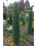 Ялівець звичайний Арнольд | Можжевельник обыкновенный Арнольд | Juniperus communis Arnold